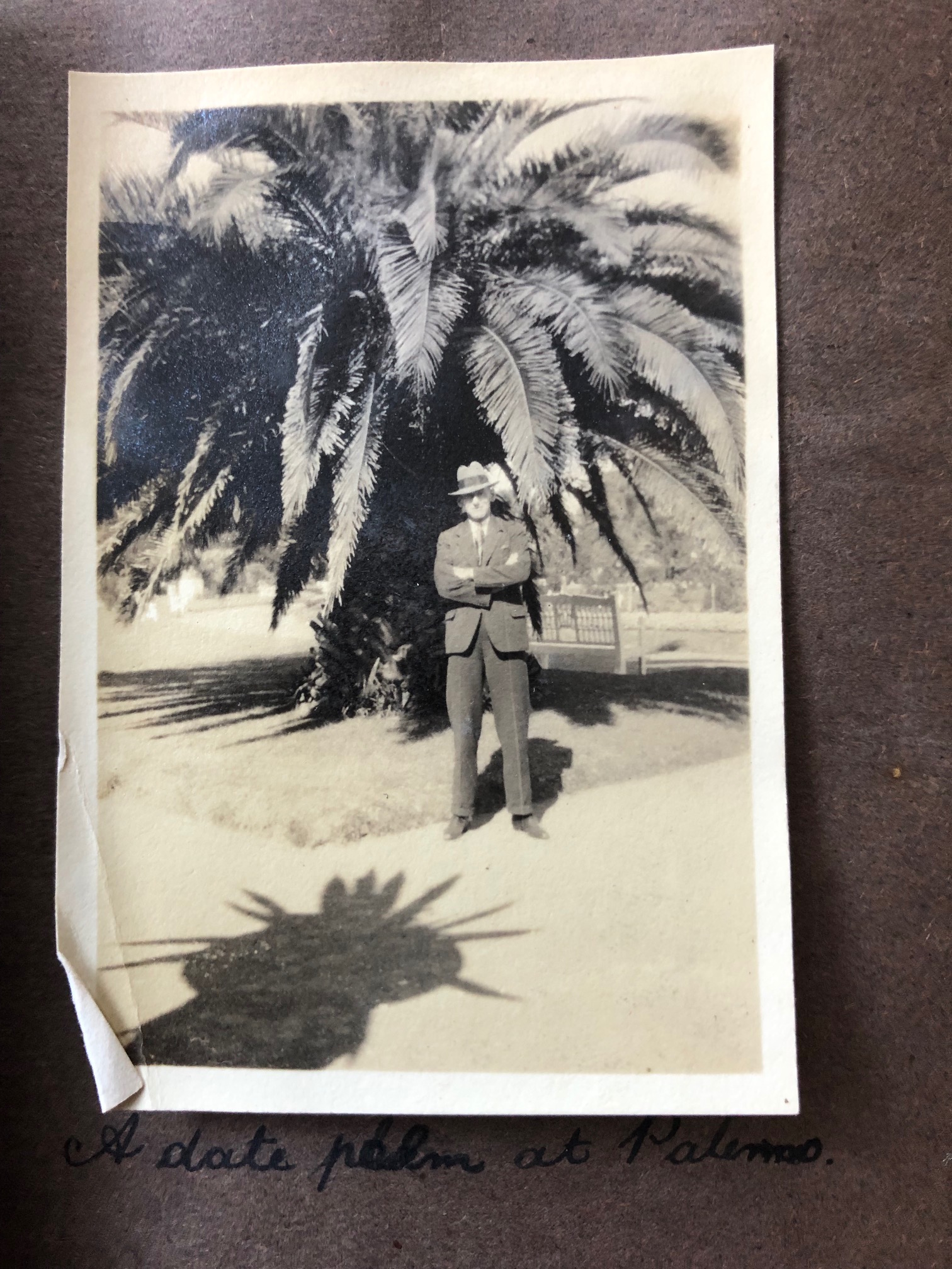 A Date Palm at palermo